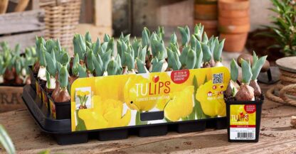 Nőnapi törpe tulipán sárga-cégeknek