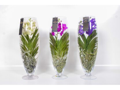 vanda orchidea üvegben