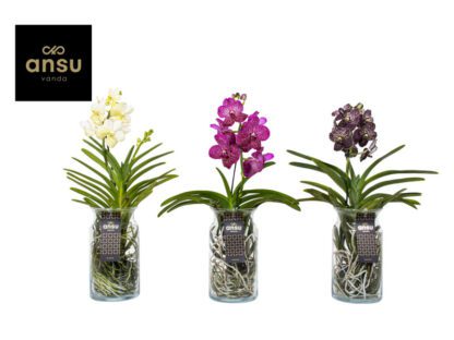 Vanda orchidea vázában